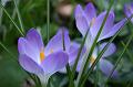 Crocuses, Tindale Gardens IMG_6761